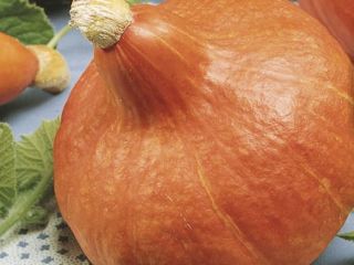 Hokkaido pumpkin from a small farm. Super quality