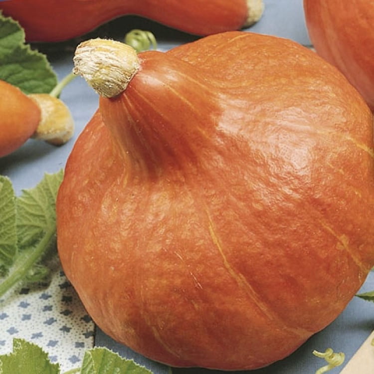 Hokkaido pumpkin from a small farm