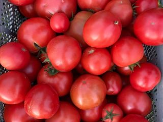 I will sell domestic tomatoes in large quantities, producer