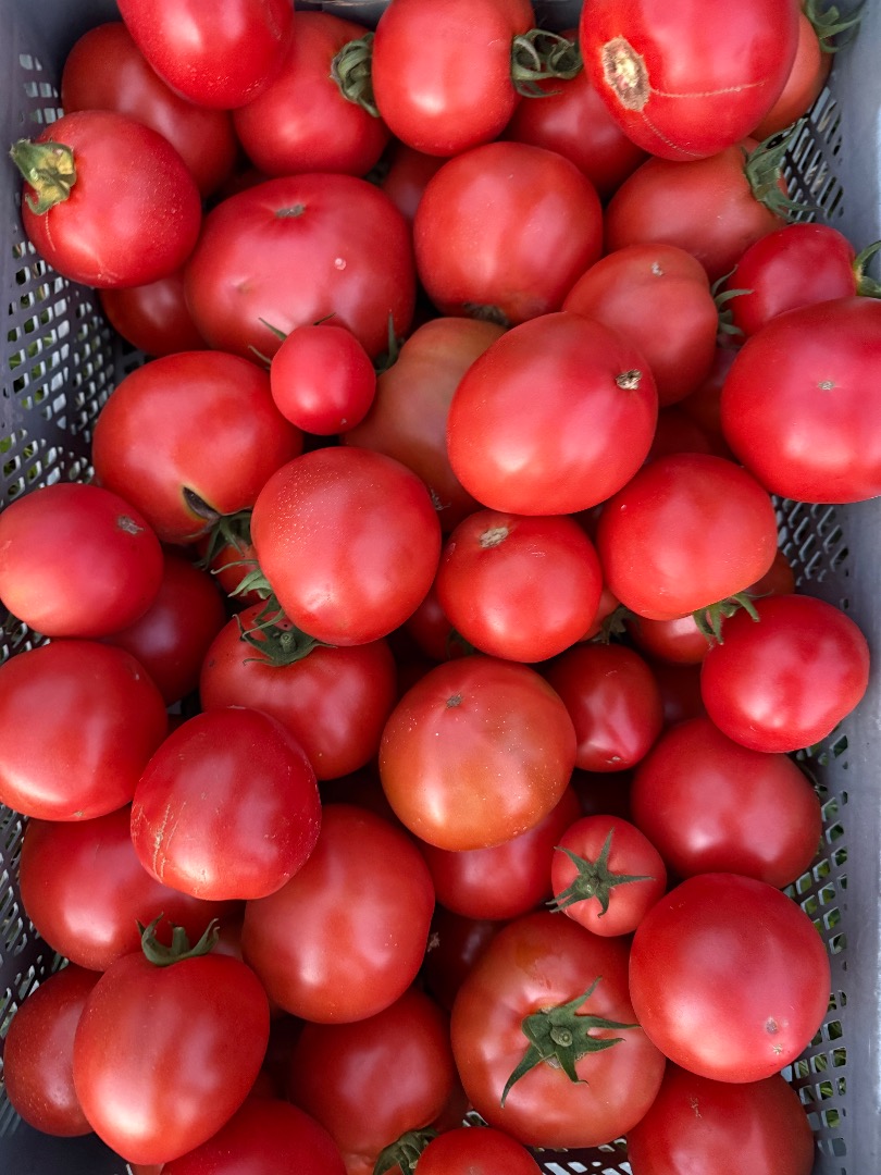 I will sell domestic tomatoes in large quantities, producer