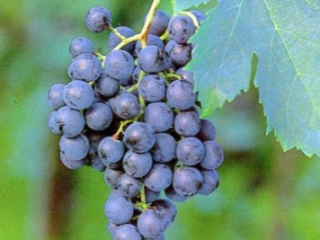 MERLO grapes for sale. Availability up to 10 tons.