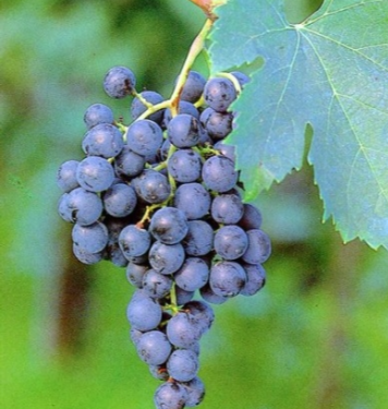 MERLO grapes for sale