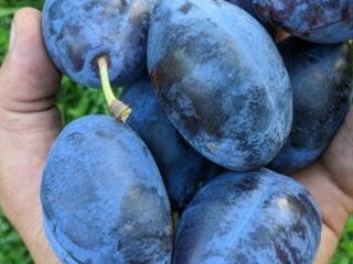 I am selling sweet prunes of the Stanley variety