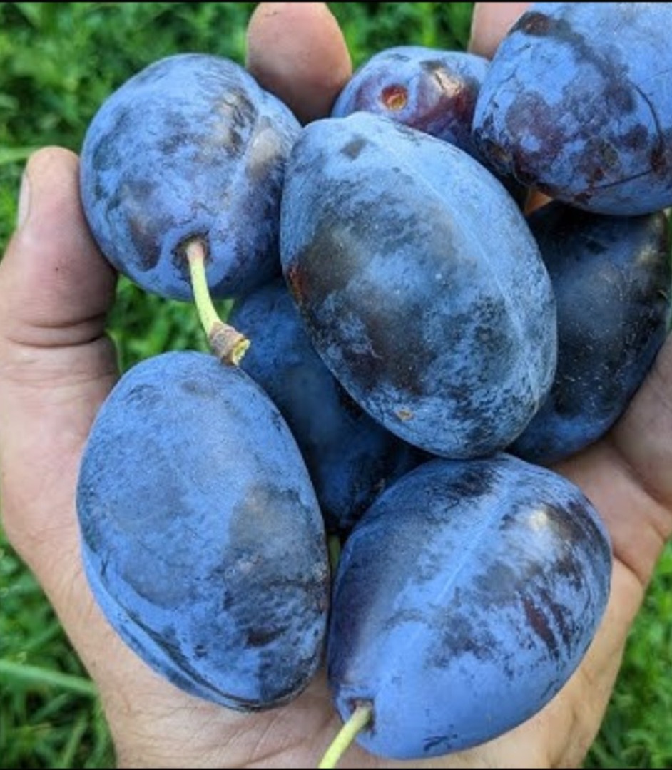 I am selling sweet prunes of the Stanley variety grown in an ecological organic garden