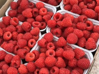 Raspberry from under the tunnel 300-400 kg per day