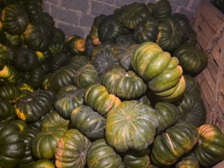 Muscat pumpkins for sale - wholesale quantities - price
