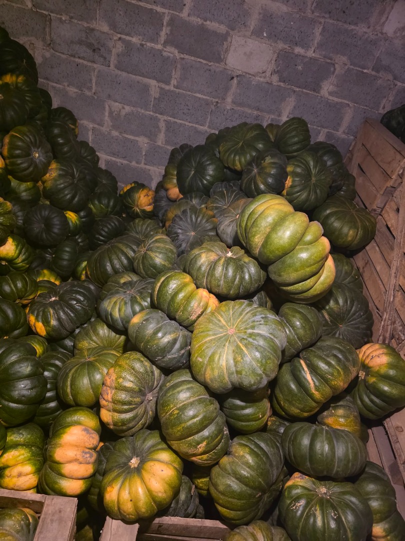 Muscat pumpkins for sale - wholesale quantities - price to be agreed - delivery or personal collection - to be agreed Pumpkins are available from ripe to just