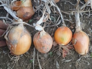 Hello, I am selling Majka onions, nice healthy scales,