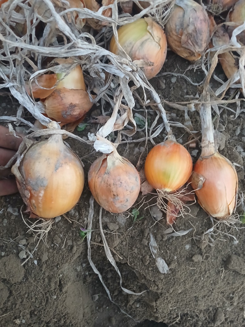 Hello, I am selling Majka onions, nice healthy scales, caliber 40-90, quantity about 50 tons, location 09-460, price negotiable, phone number