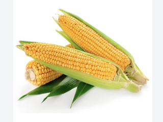 Corn is the harvest of 2026. Location Vanju Mare,