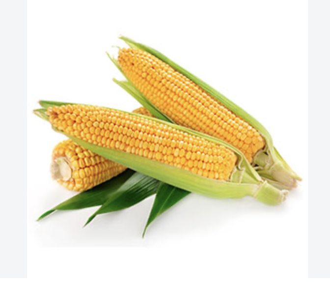 Corn is the harvest of 2026