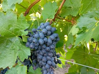 Moldova grape