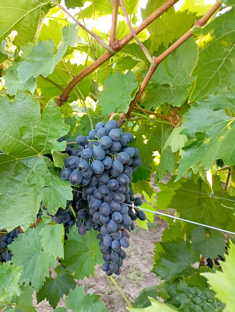 Moldova grape