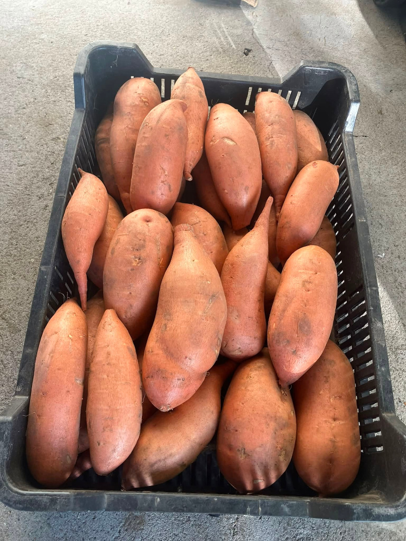 hand-picked sweet potatoes for sale Yellow, white, purple