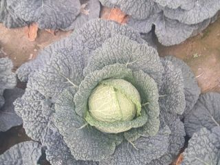 I will sell red and flat savoy cabbage for