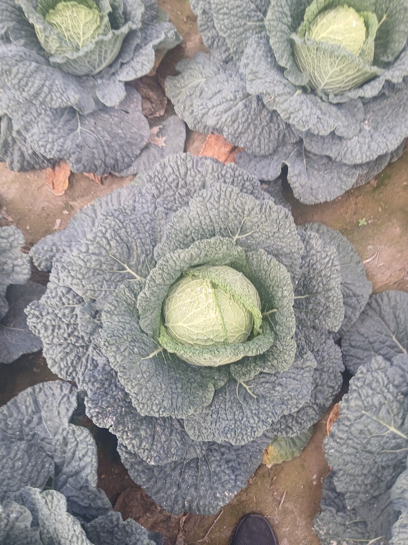 I will sell red and flat savoy cabbage for cabbage rolls