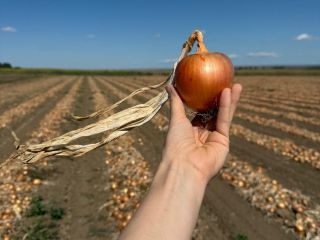 We offer high-quality fresh onions, grown and packed in