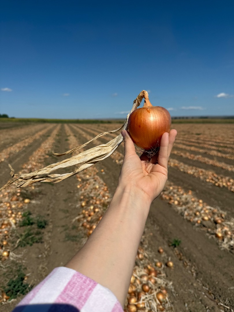We offer high-quality fresh onions, grown and packed in Romania, available for wholesale orders