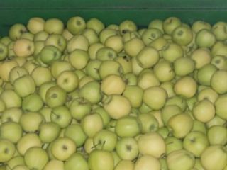 I will sell a green-yellow paper apple