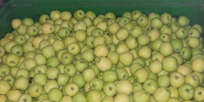 I will sell a green-yellow paper apple