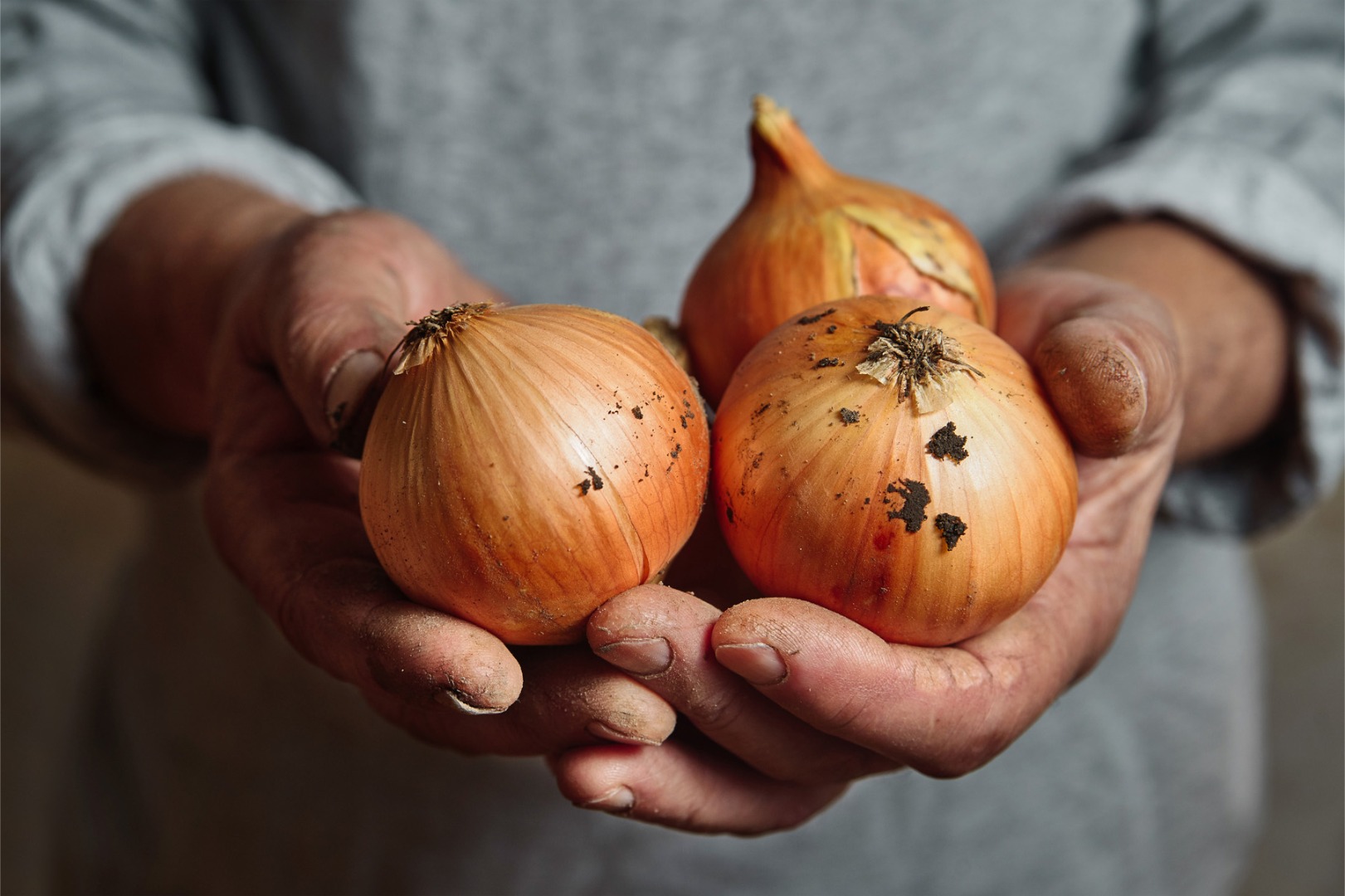 Dostawy cebuli żółtej i cebuli czerwonej luzem – świeże produkty z Uzbekistanu Cebula żółta, cebula czerwona, znane również jako cebule świeże