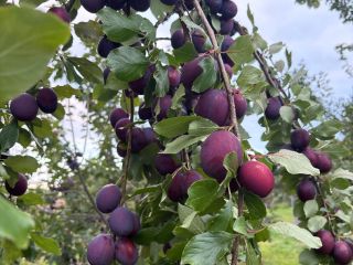 President plum, currently being harvested - large quantities in