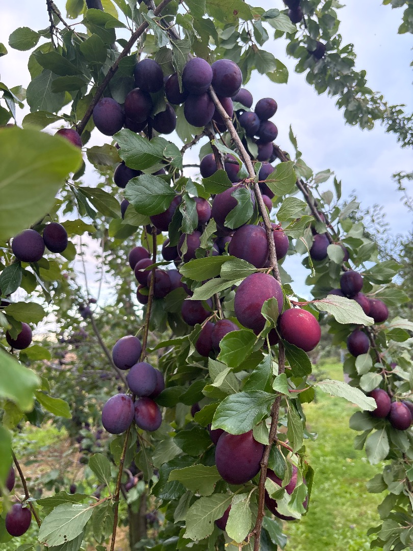 President plum, currently being harvested - large quantities in caliber 35-38 mm