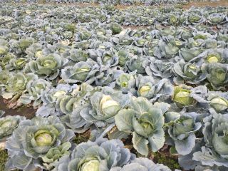I am selling cabbage Balkan village Petarch