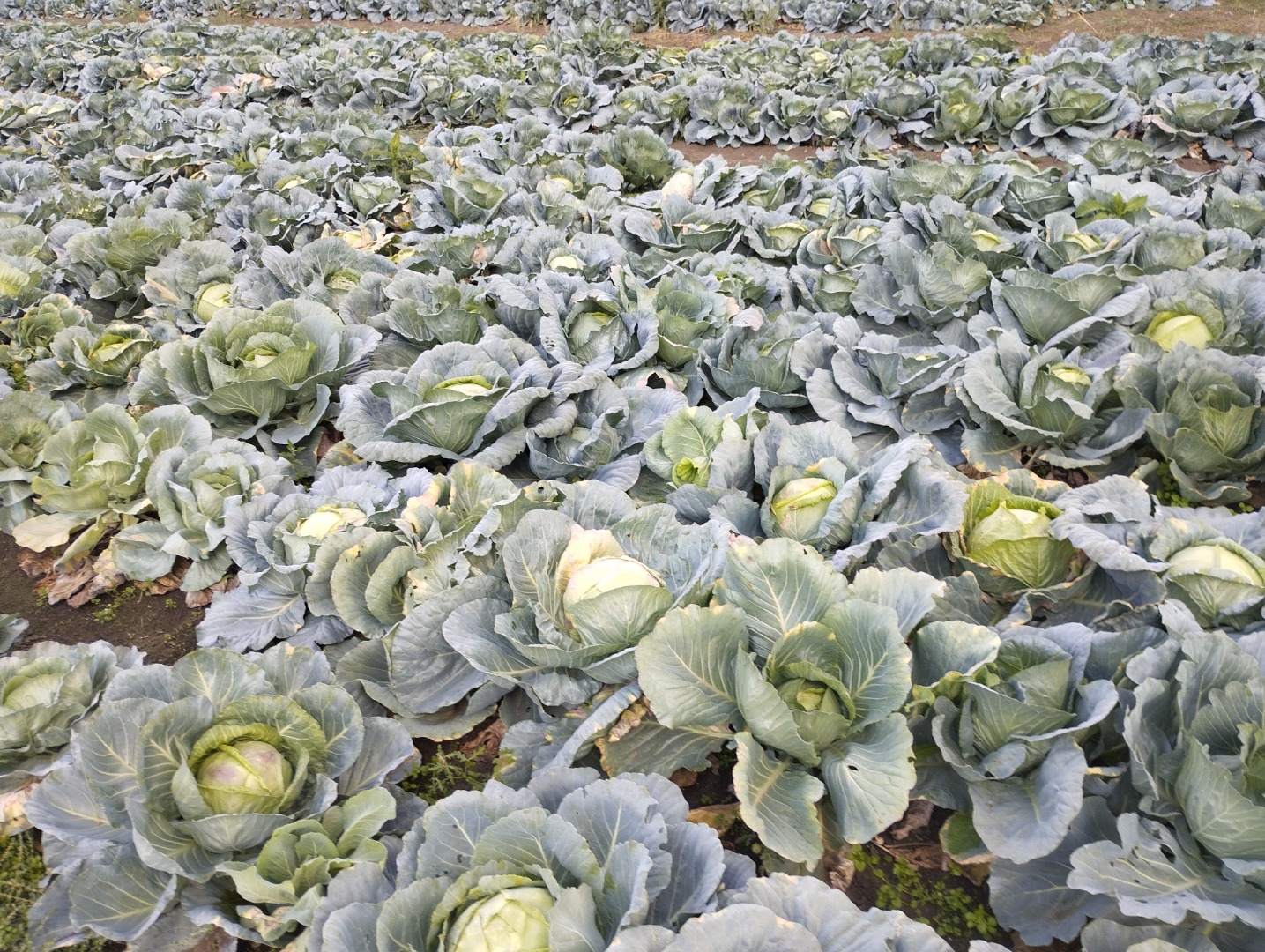 I am selling cabbage Balkan village Petarch