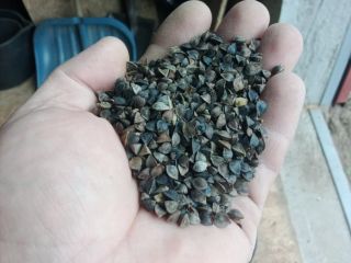 I will sell certified organic buckwheat, cleaned on a