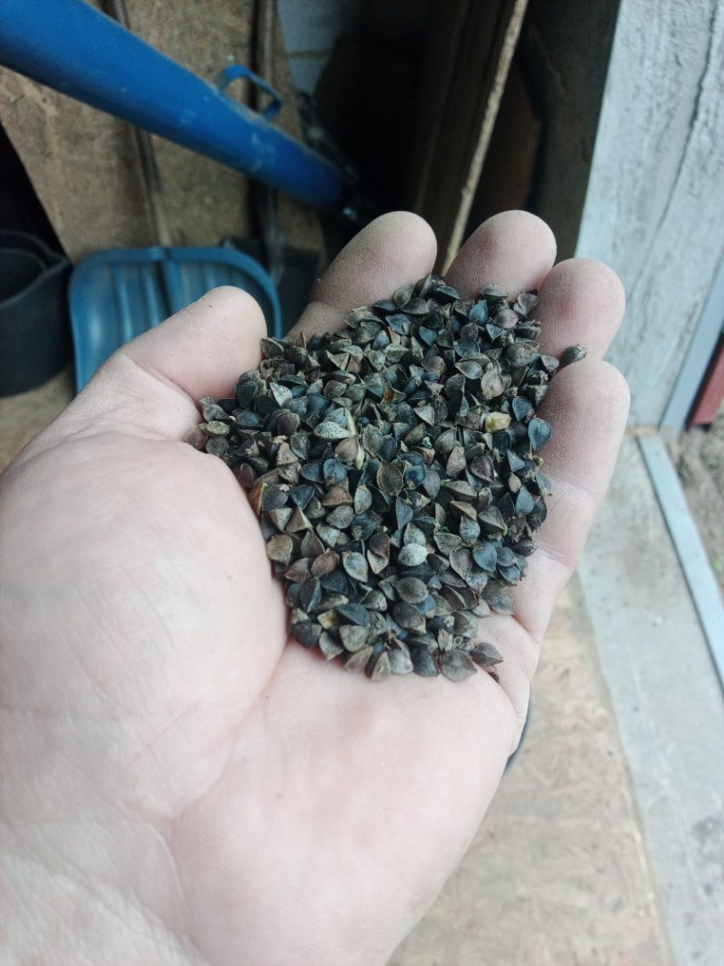 I will sell certified organic buckwheat, cleaned on a winnowing machine, in the amount of 4 tons