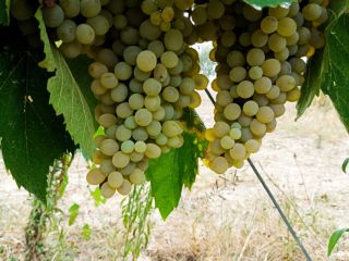 WINE GRAPES FOR SALE IN THE BENEVENTO AREA, AVAILABLE