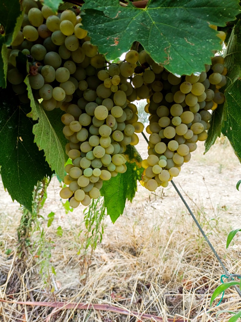 WINE GRAPES FOR SALE IN THE BENEVENTO AREA, AVAILABLE VARIETIES: - AGLIANICO DEL SANNIO - AGLIANICO DEL TABURNO - MONTEPULCIANO - BARBERA DEL SANNIO