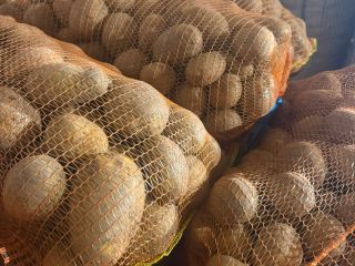**POTATOES FOR SALE – BELLAROSA & CARRERA** High-quality table
