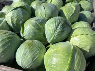 We offer white cabbage in industrial or market size.