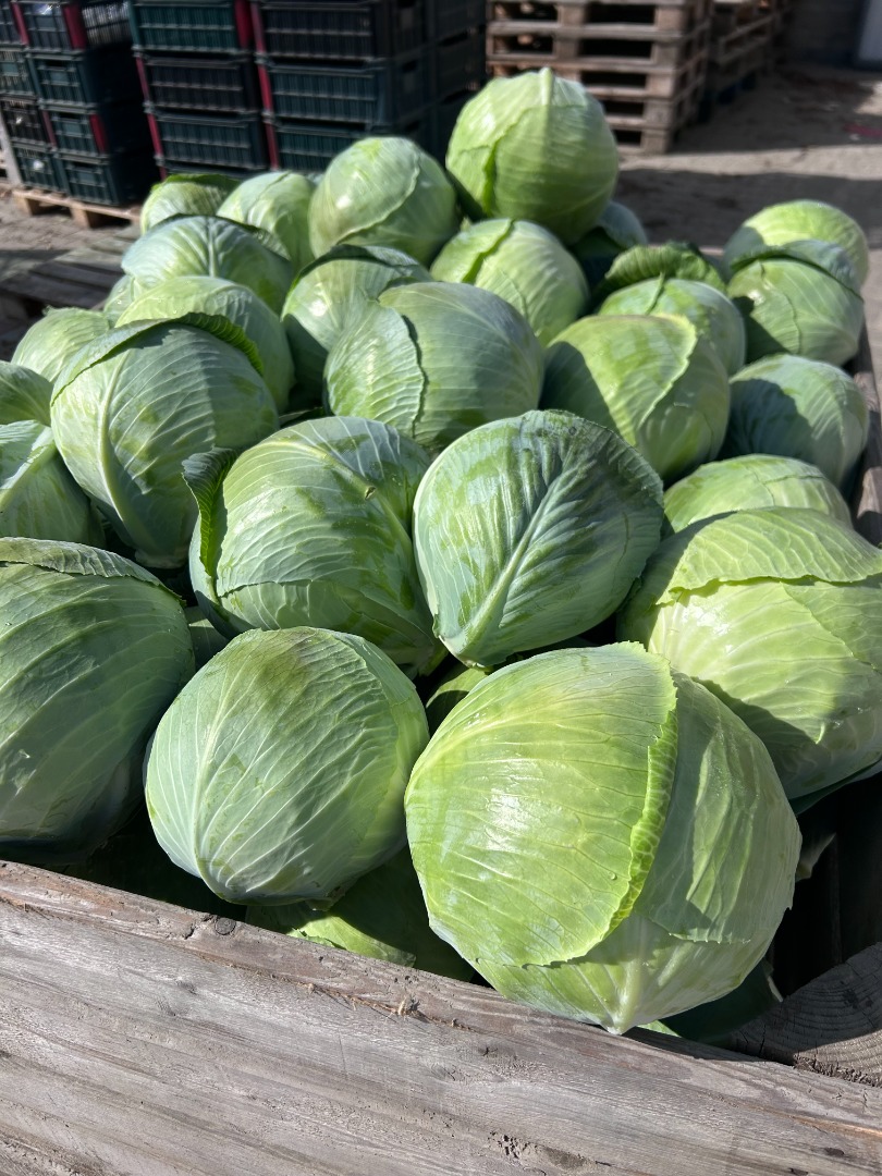 We offer white cabbage in industrial or market size