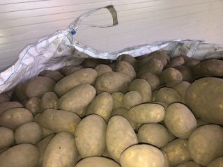 We offer yellow potatoes in caliber 45+ Suitable for