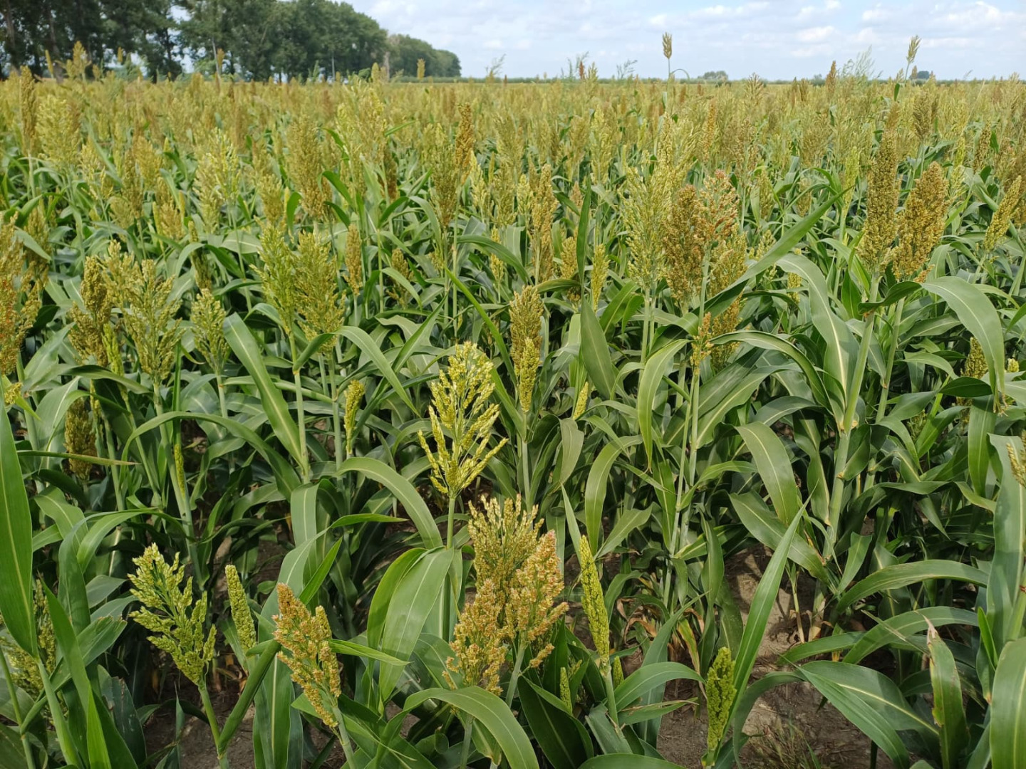 Good morning, I'm selling 17 hectares of sorghum - for green fodder or grain (when ripe)