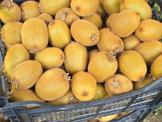Fresh Hayward Kiwi – Wholesale Fresh, locally grown Hayward