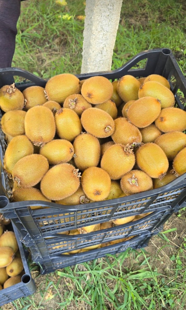 Fresh Hayward Kiwi – Wholesale Fresh, locally grown Hayward kiwi from Albania
