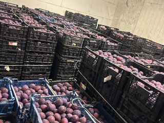 I will sell 10 tons of president, broken, refrigerated,