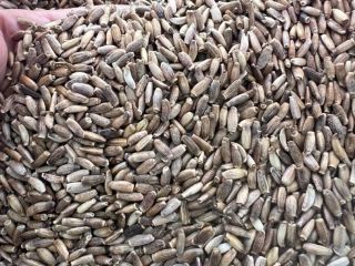 I'm selling brown flaxseed, radish, vetch, and coriander, 97%