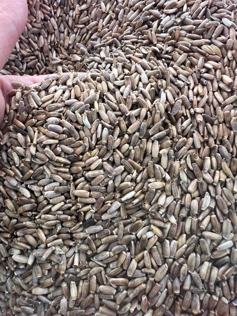 I'm selling brown flaxseed, radish, vetch, and coriander, 97% pure
