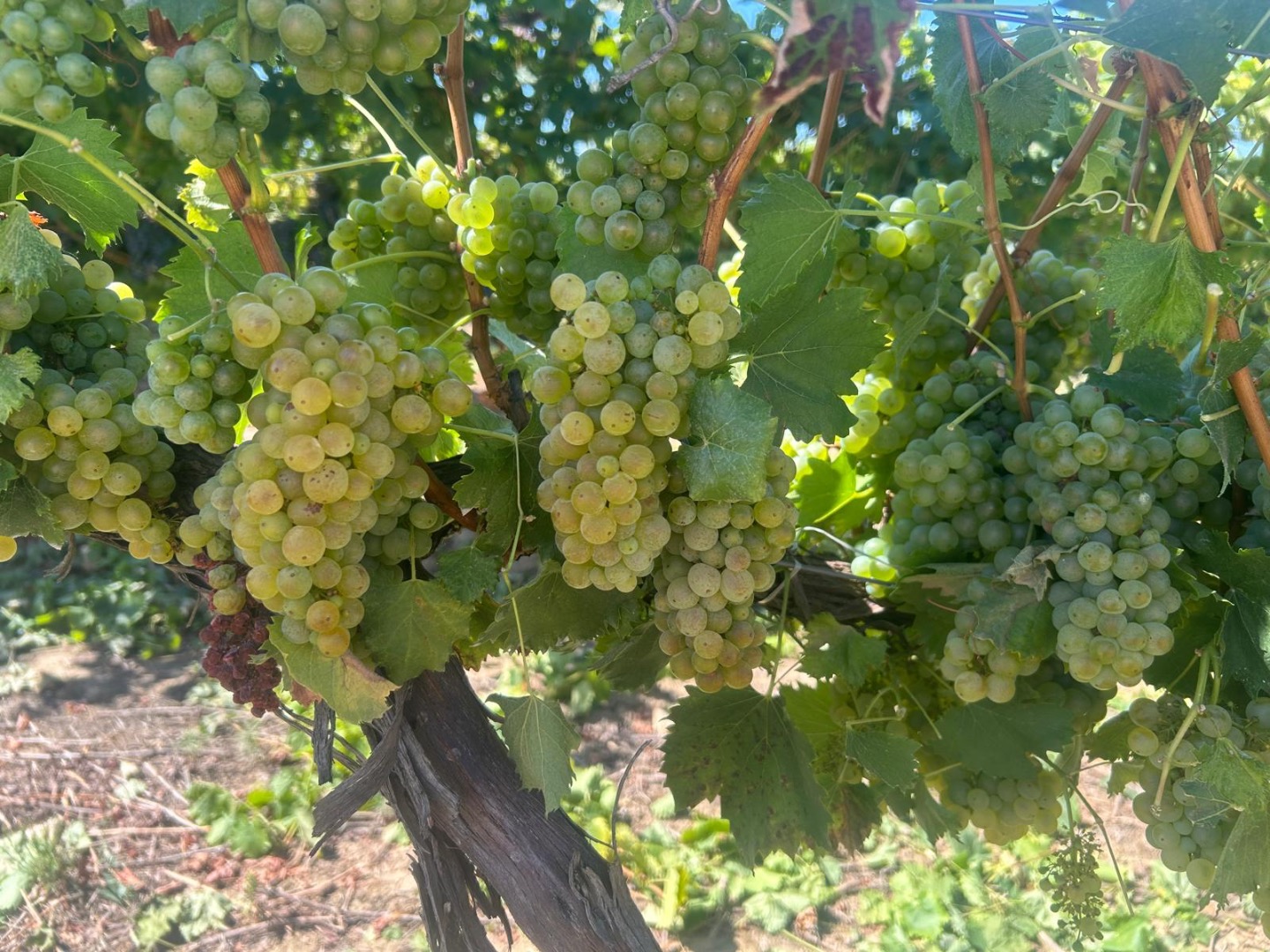 Wine grapes for sale directly from a producer in Ostrov, Constanța County, Romania
