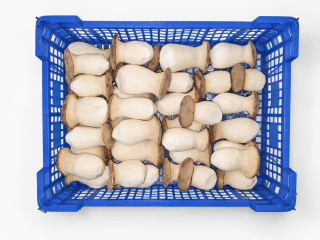 Fresh royal oyster mushrooms (eryngii) – directly from the