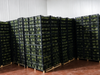 Fresh Iceberg Lettuce We work directly with farmers and