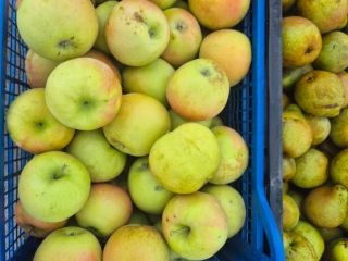 The apples are of exceptional quality.