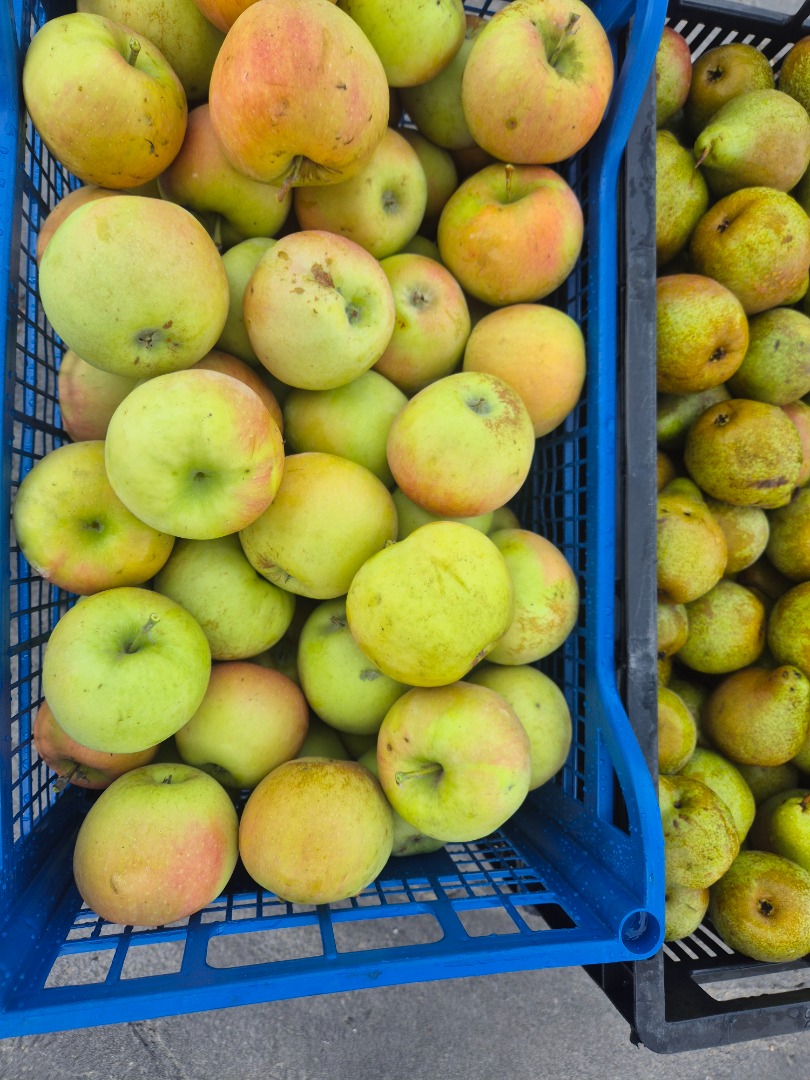 The apples are of exceptional quality