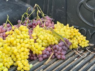 Premium Greek Grapes for Export We are a professional