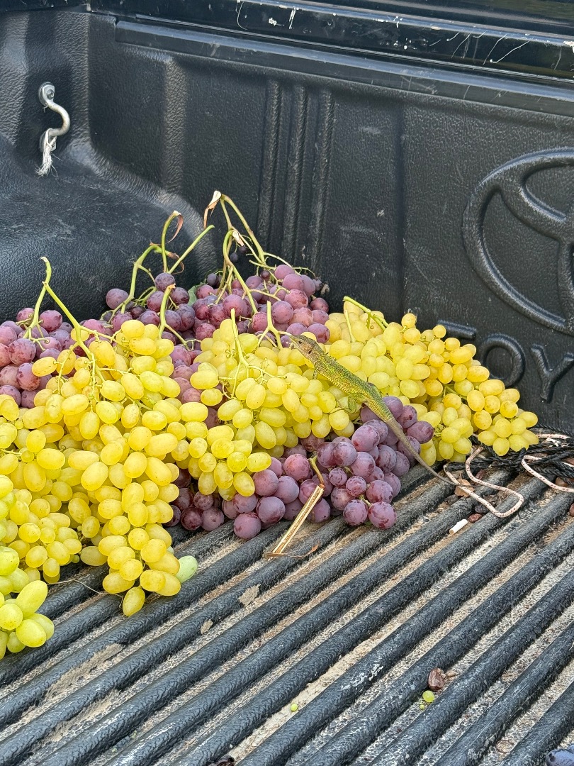 Premium Greek Grapes for Export We are a professional export team based in Kavala, Greece, working directly with local vineyards and wineries